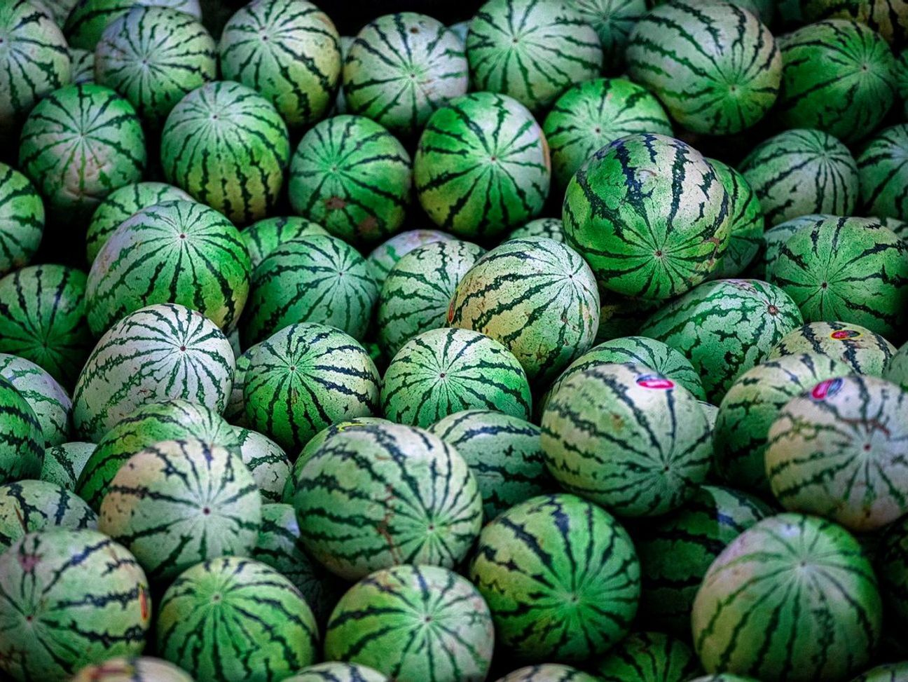 Pijetao na dvoru